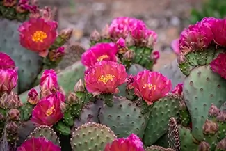 Denver Botanical Garden Pink Cactus Flowers Blooming, Denver, Colorado