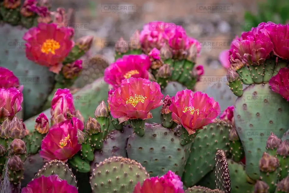 Denver Botanical Garden Pink Cactus Flowers Blooming, Denver, Colorado · United States