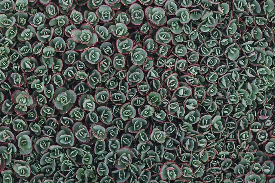 Denver Botanical Garden Succulent Plant Close Up, Denver, Colorado · United States