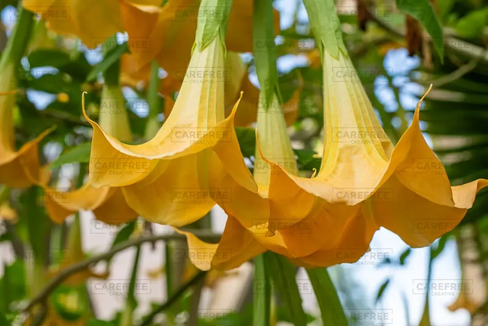 Denver Botanical Garden Yellow Hanging Trumpets Golden Blooms, Denver, Colorado · United States