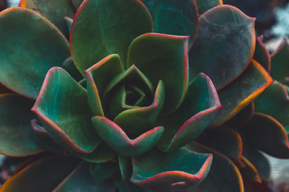 Denver Botanical Garden Succulent Plant, Denver, Colorado · United States