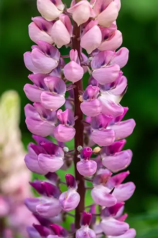 Denver Botanical Garden Purple Flower Cluster Close Up, Denver, Colorado