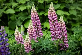 Denver Botanical Garden Colorful Lupins in Bloom, Denver, Colorado