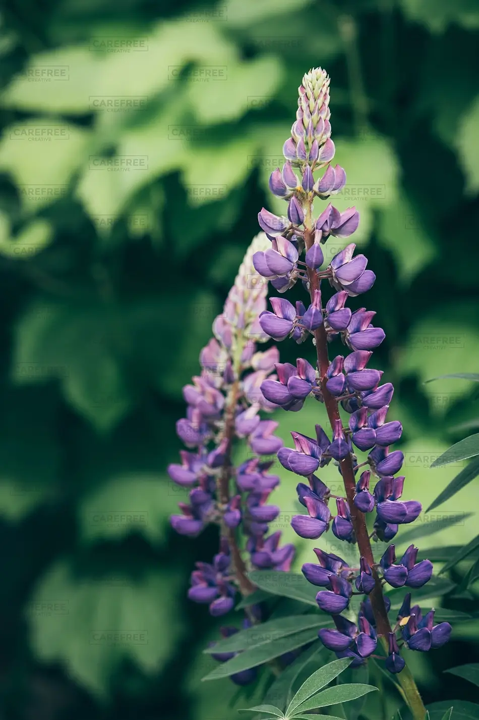 Denver Botanical Garden Purple Lupine Flower Cluster, Denver, Colorado · United States