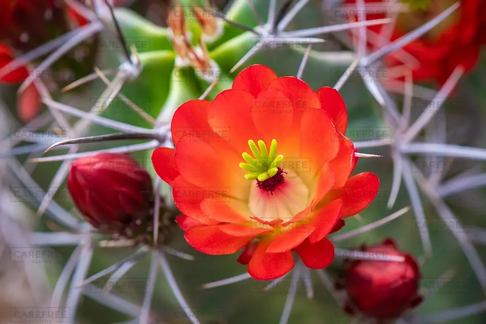 Denver Botanical Garden Bright Red Cactus Flower, Denver, Colorado · United States