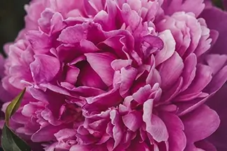Denver Botanical Garden Pink Peony Flower Close Up