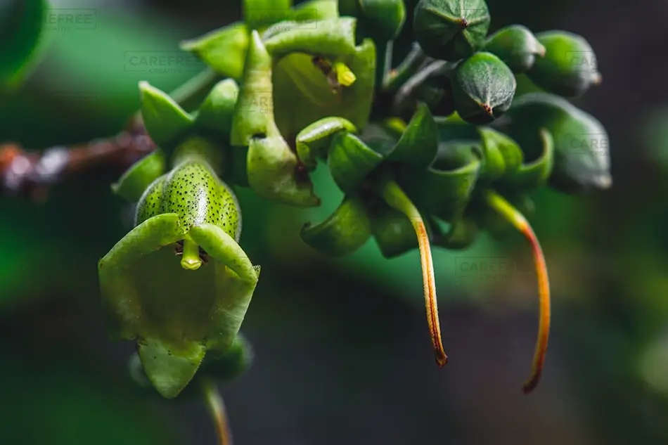 Denver Botanical Garden Speckled Green Bell Flower, Denver, Colorado · United States