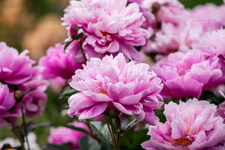 Denver Botanical Garden Pink Peony Flowers in Bloom, Denver, Colorado · United States