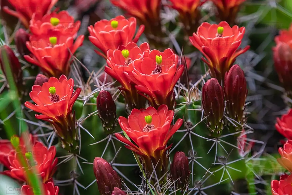 Denver Botanical Garden Vibrant Red Cactus Flowers, Denver, Colorado · United States