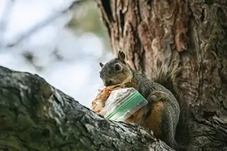 Denver Botanical Garden Squirrel with Snack in Tree, Denver, Colorado
