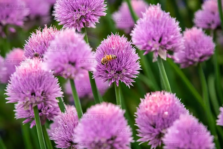 Denver Botanical Garden Clover with Bee Pollinator, Denver, Colorado · United States