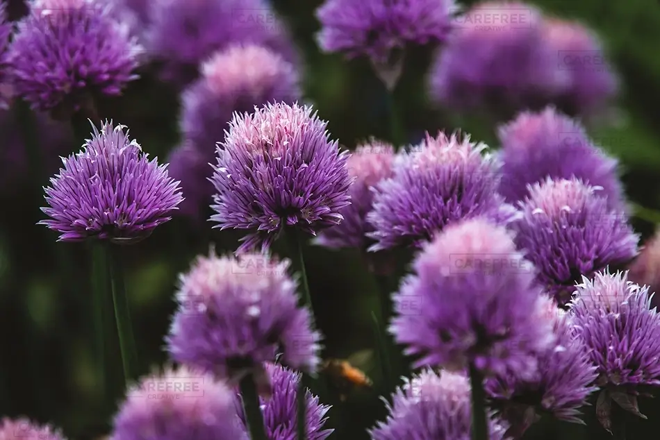 Denver Botanical Garden Purple Chives in Bloom, Denver, Colorado · United States