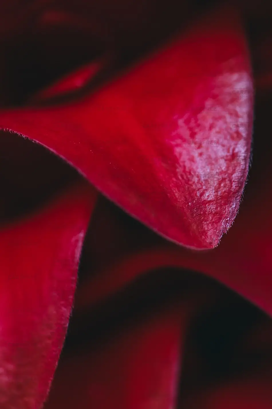 Denver Botanical Garden Crimson Velvety Petals Macro Texture, Denver, Colorado · United States