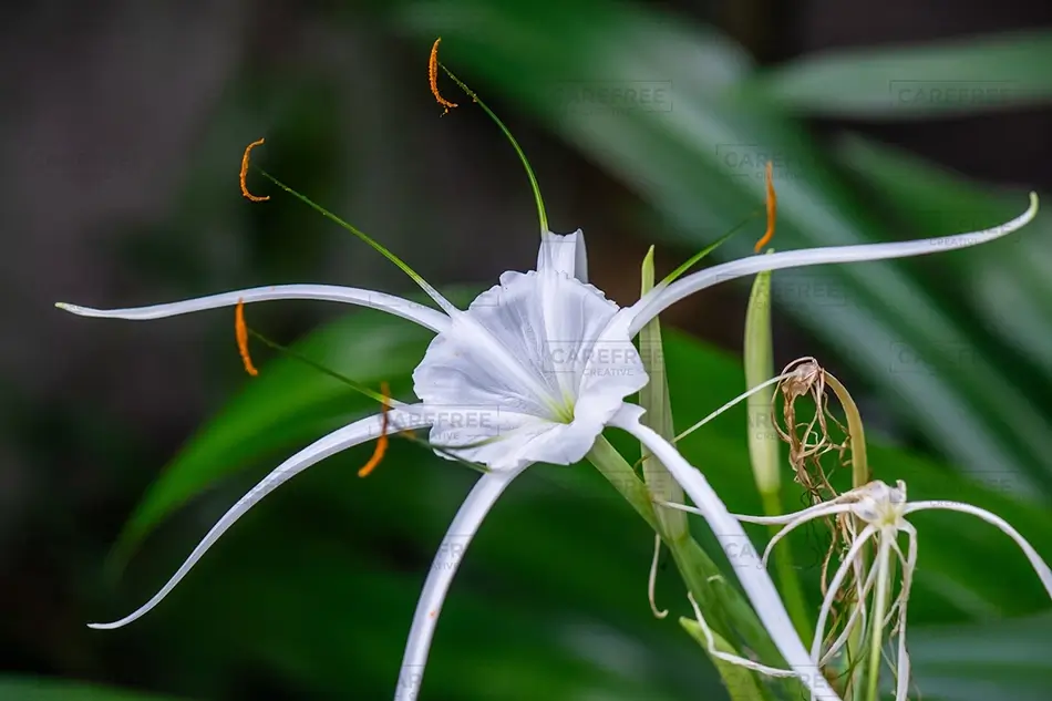 Denver Botanical Garden Delicate White Spider Lily, Denver, Colorado · United States