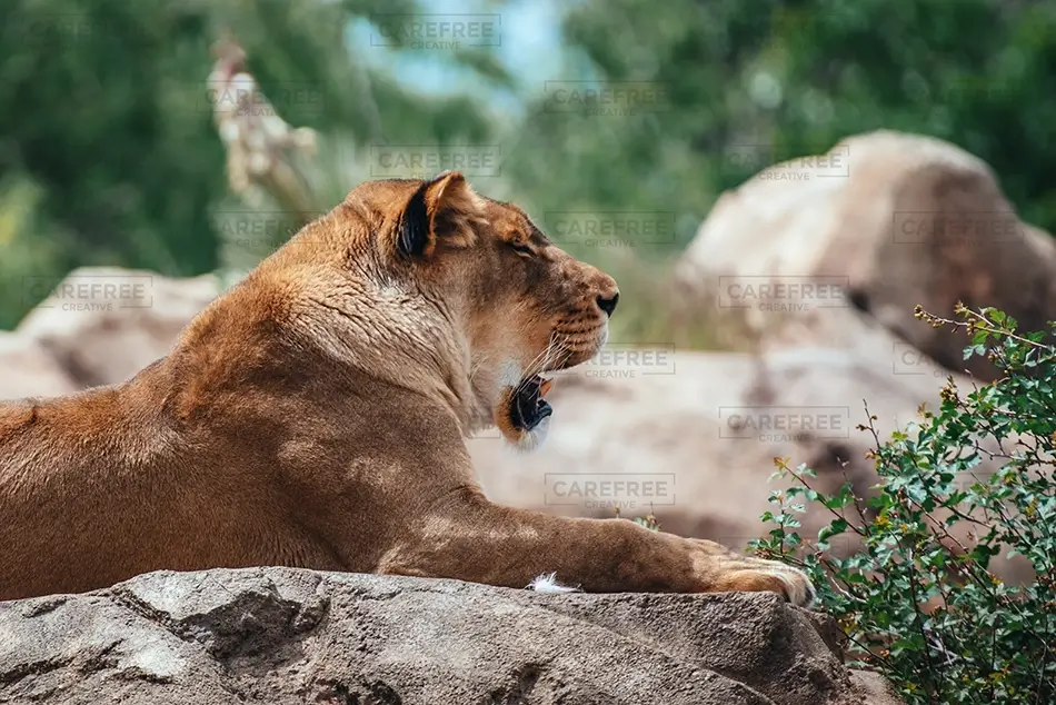 Denver Zoo Lioness Resting on Rocks, Denver, Colorado · United States