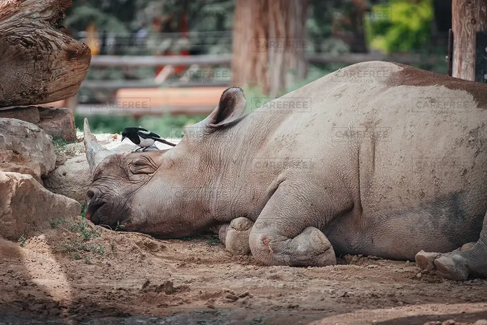 Denver Zoo Sleeping Rhino with Bird Companion, Denver, Colorado · United States