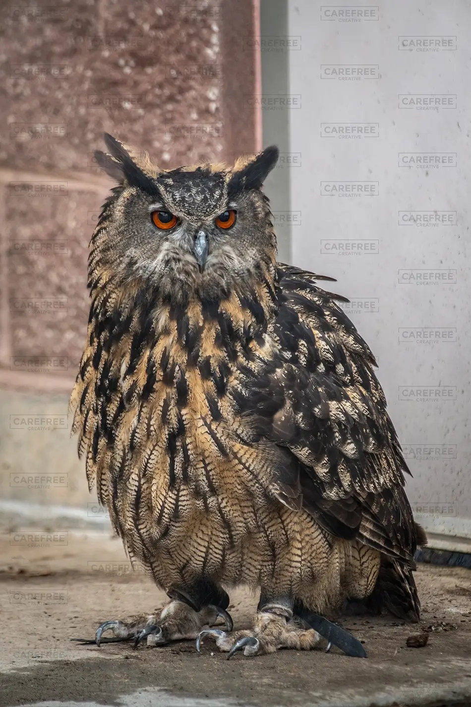 Denver Zoo Majestic Owl with Striking Eyes, Denver, Colorado · United States