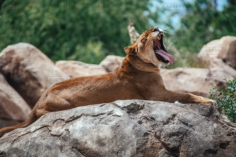 Denver Zoo Lioness Yawning on Rocky Outcrop, Denver, Colorado · United States