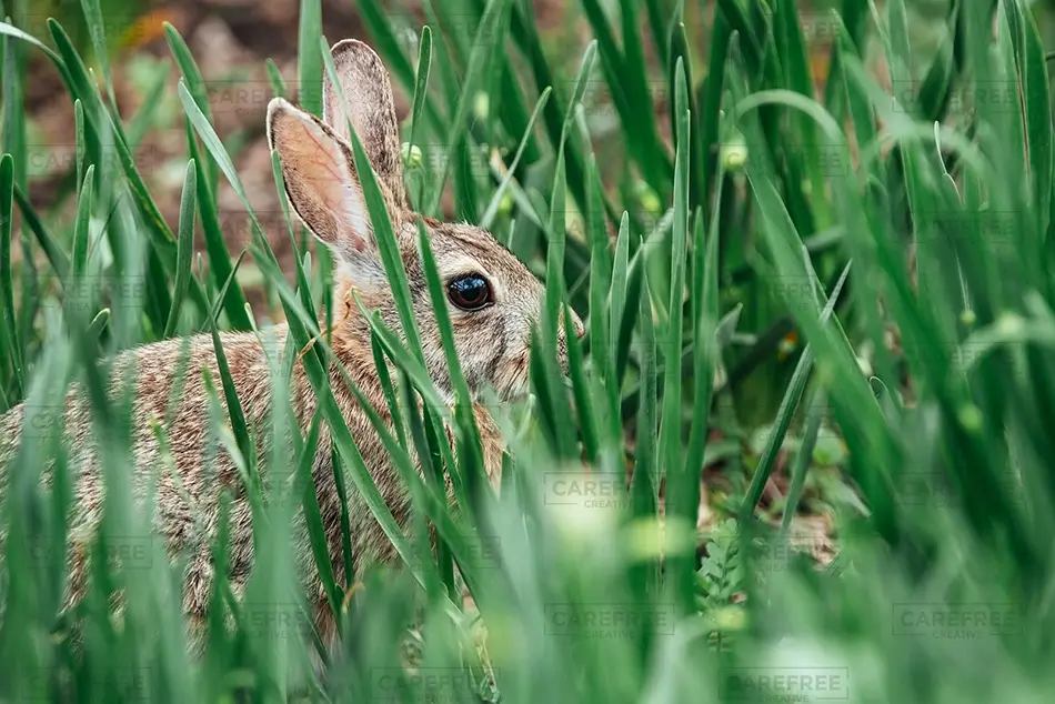 Denver Rabbit Hidden Among Green Grass, Denver, Colorado · United States