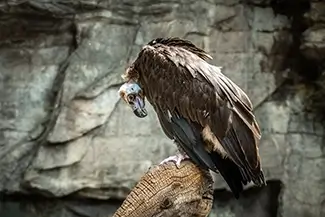 Denver Zoo Vulture Perched, Denver, Colorado