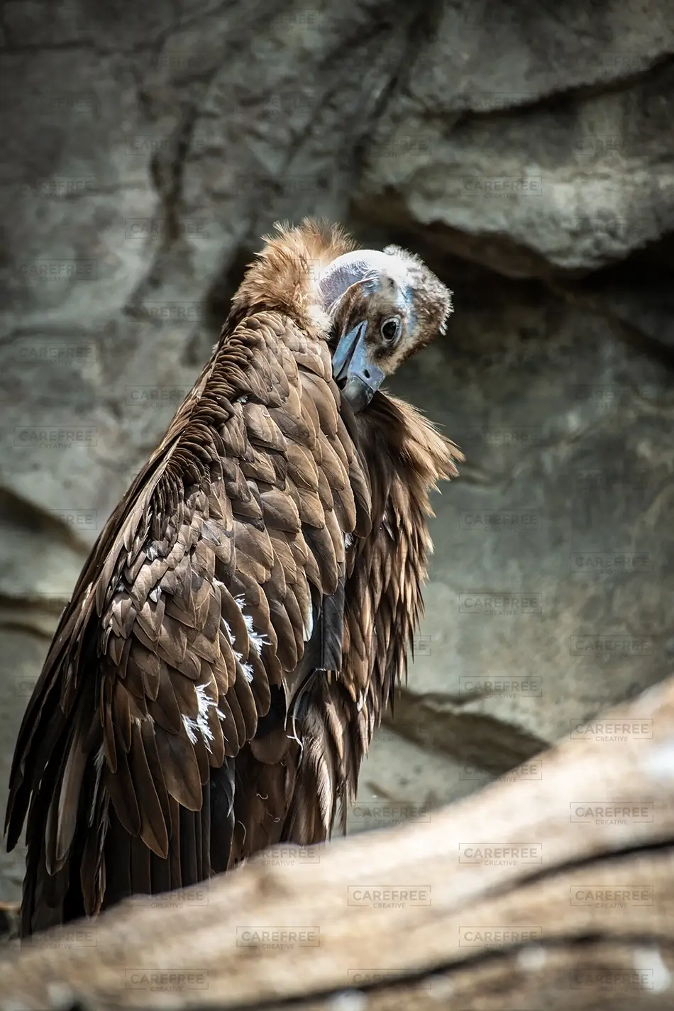 Denver Zoo Turkey Vulture in Natural Habitat, Denver, Colorado · United States
