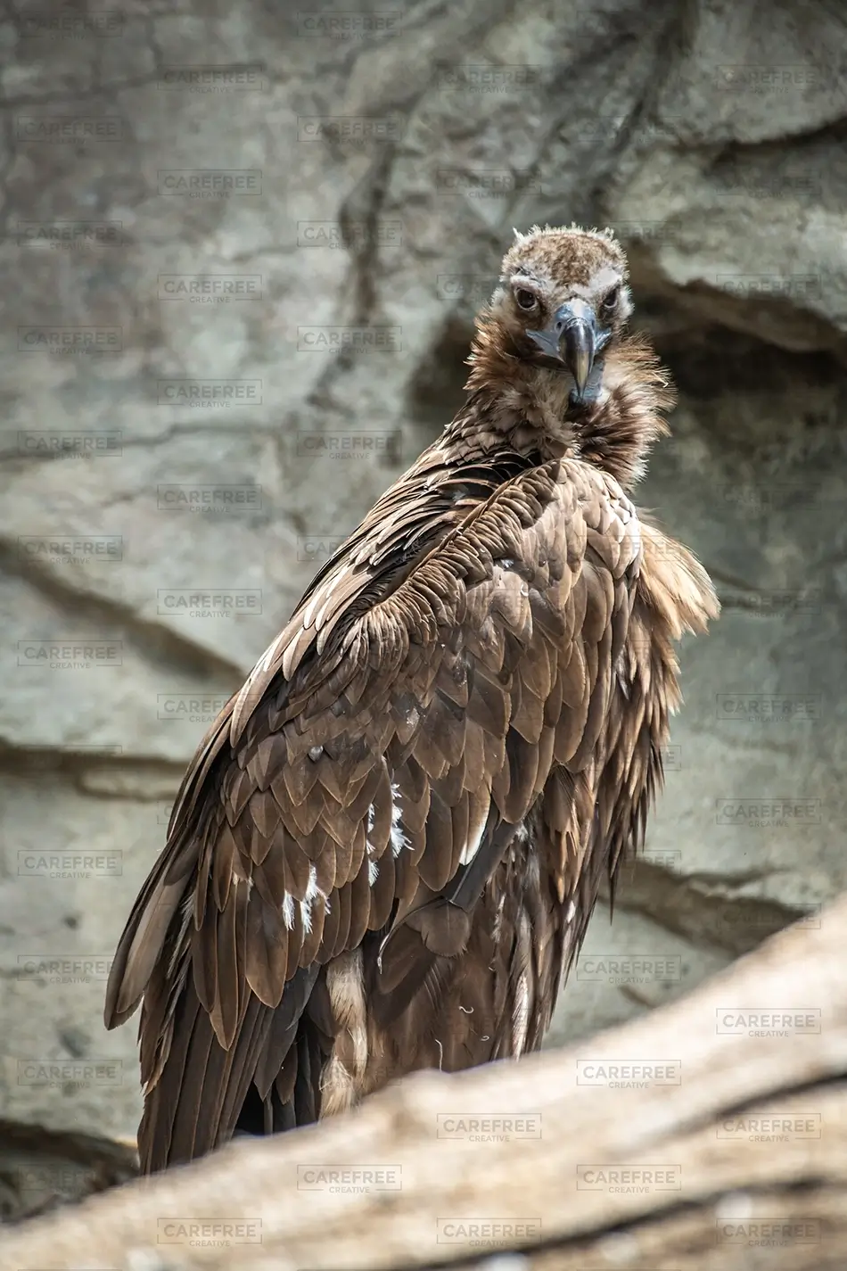 Denver Zoo Vulture Perched on Rocky Terrain, Denver, Colorado · United States