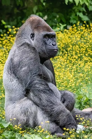 Denver Zoo Gorilla Sitting in Flower Field, Denver, Colorado