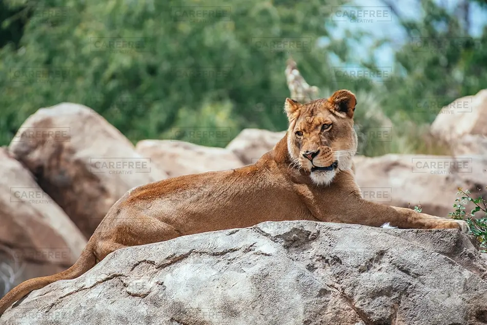 Denver Zoo Lion Relaxing on Rocky Outcrop, Denver, Colorado · United States