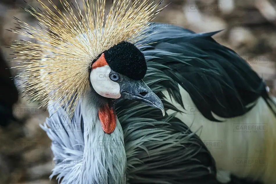 Denver Zoo Grey Crowned Crane Portrait Close Up