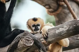Denver Zoo White Haired Gibbon Relaxing, Denver, Colorado
