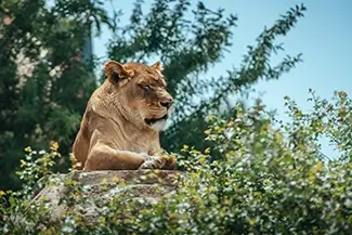 Denver Zoo Lion Relaxing on Rock, Denver, Colorado