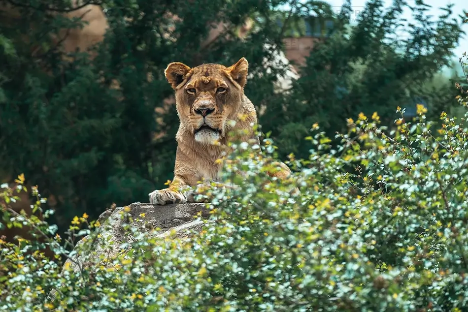 Denver Zoo Lion Resting Among Greenery, Denver, Colorado · United States