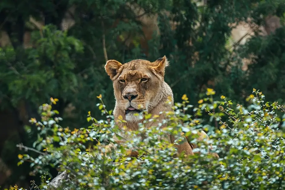 Denver Zoo Lion Among Green Foliage, Denver, Colorado · United States