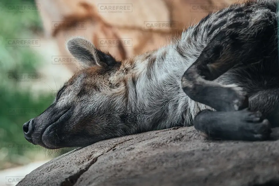 Denver Zoo Sleeping Hyena on Rock, Denver, Colorado · United States