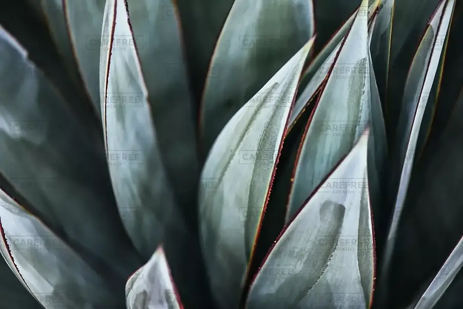 Desert Botanical Garden Silver Agave, Phoenix, Arizona · United States