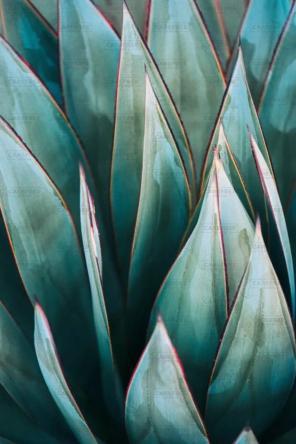 Desert Botanical Garden Towering Blue Agave, Phoenix, Arizona · United States