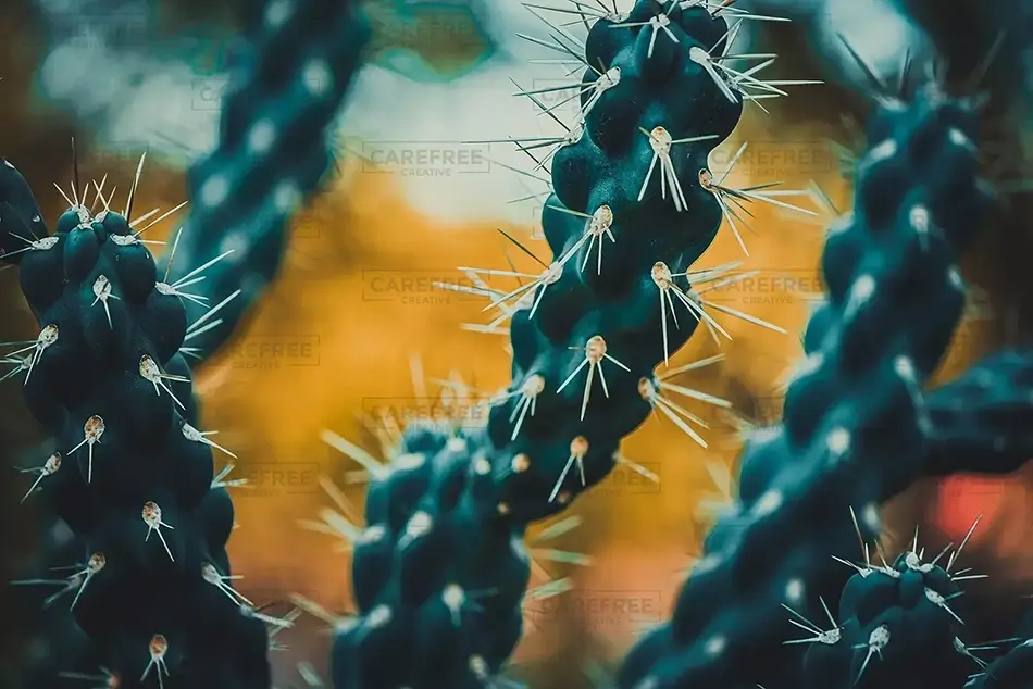 Desert Botanical Garden Twilight Cactus, Phoenix, Arizona · United States