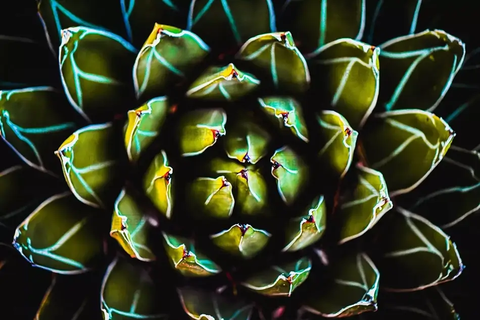 Desert Botanical Garden Succulent Spiral Pattern, Phoenix, Arizona · United States