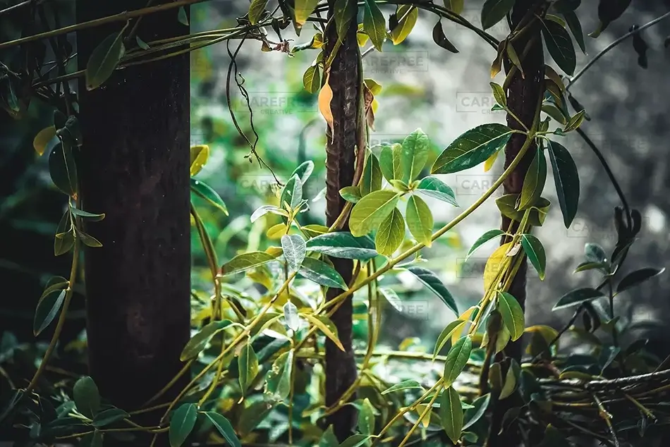 Desert Botanical Garden Ivy Canopy, Phoenix, Arizona · United States