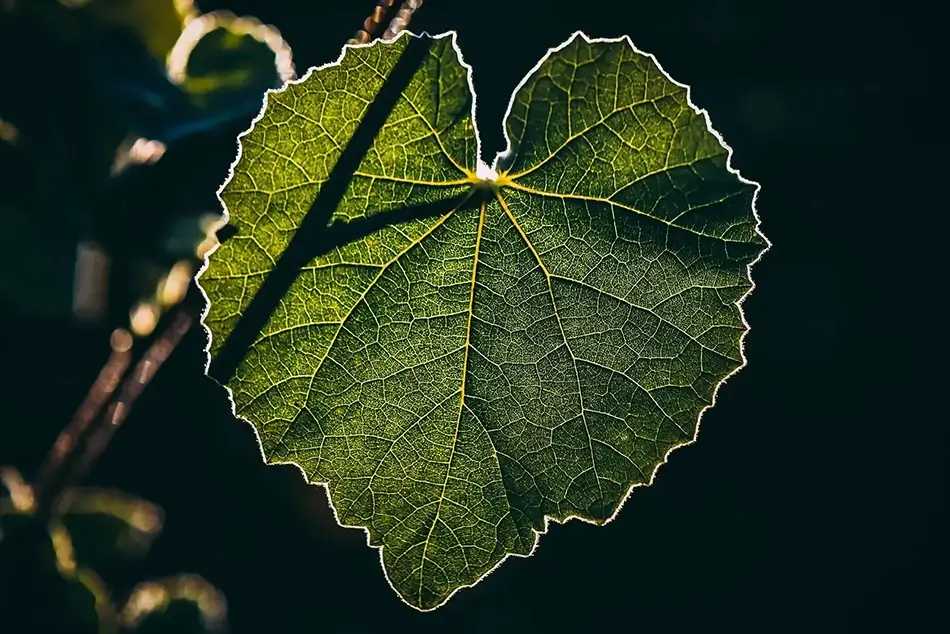 Desert Botanical Garden Illuminated Leaf, Phoenix, Arizona · United States
