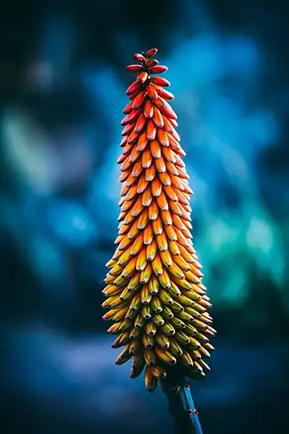 Desert Botanical Garden Red Hot Poker Plant, Phoenix, Arizona