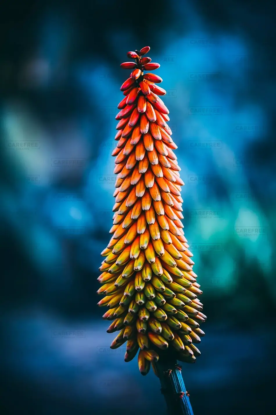Desert Botanical Garden Red Hot Poker Plant, Phoenix, Arizona · United States