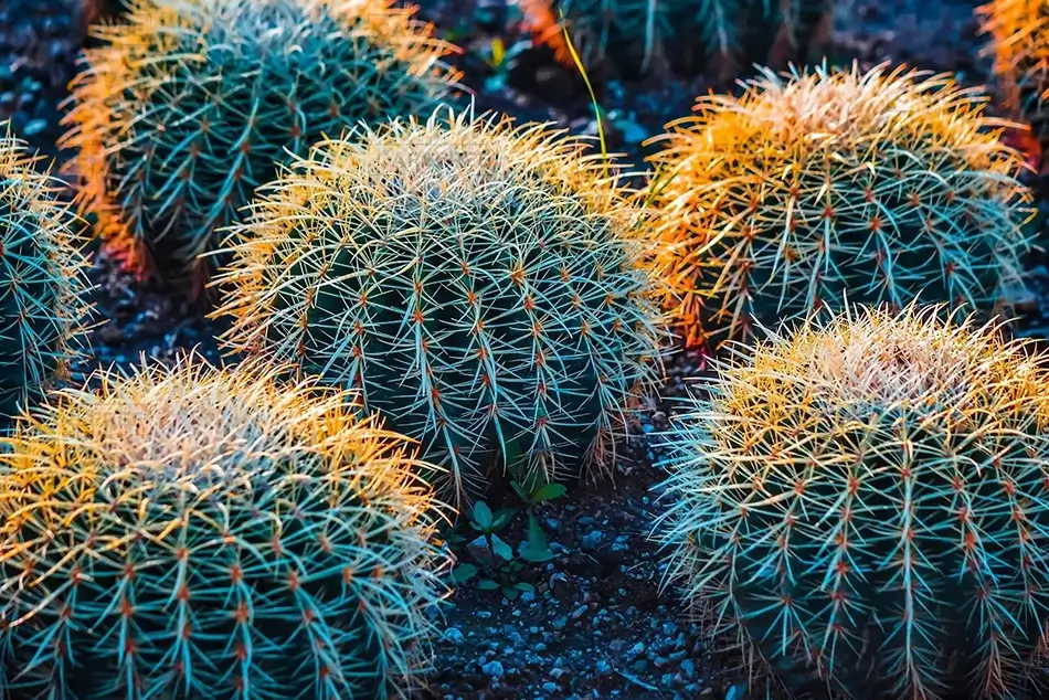 Desert Botanical Garden Golden Barrel Cluster, Phoenix, Arizona · United States