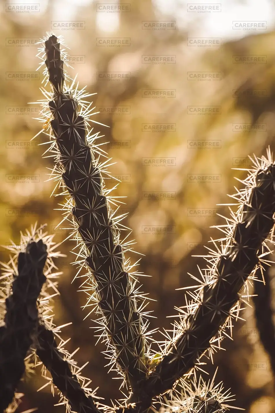Desert Botanical Garden Cholla Cactus Silhouette, Phoenix, Arizona · United States