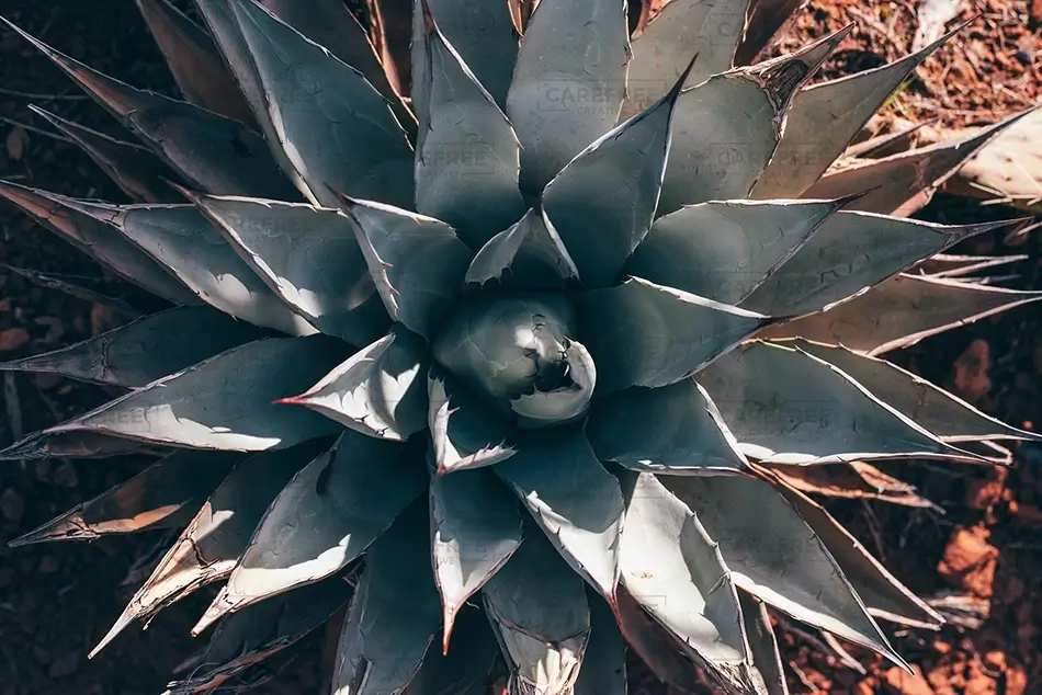 Devils Bridge Blue Agave Rosette, Sedona, Arizona · United States