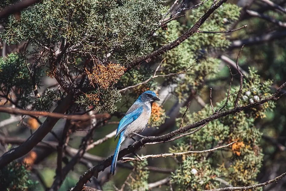 Devils Bridge Blue Scrub Jay, Sedona, Arizona · United States