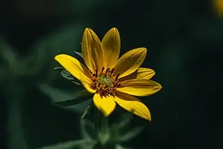 Devils Hopyard State Park Golden Daisy Wildflower, East Haddam, Connecticut