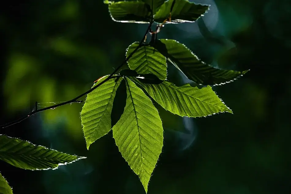 Dingmans Falls Detail of Beech Leaves, Dingmans Ferry, Pennsylvania · United States