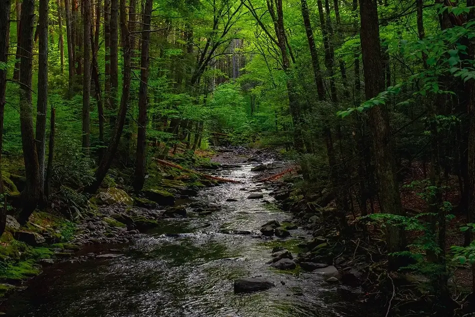 Dingmans Falls Serenity of the Tranquil Stream, Dingmans Ferry, Pennsylvania · United States