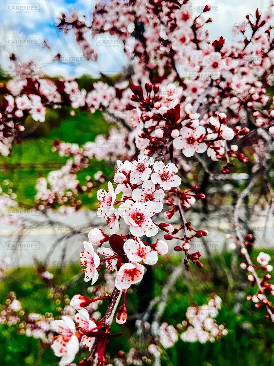 Eastern Promenade Spring Blossoms, Portland, Maine · United States